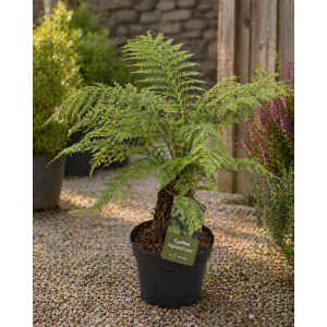Stromová papraď  (Cyathea cooperi) ´HIGHLAND LACE´ - výška 60-80 cm, kont.C6L